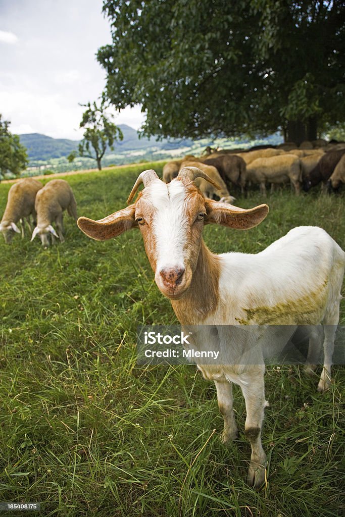 De chèvre - Photo de Agriculture libre de droits