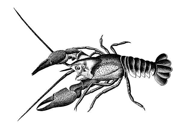 European crayfish | Antique Scientific Illustrations "Antique illustration of a European crayfish, also known as noble crayfish,  broad-fingered crayfish or astacus astacus. Published in Systematische Bilder-Gallerie, Karlsruhe und Freiburg (1839)." crayfish animal stock illustrations