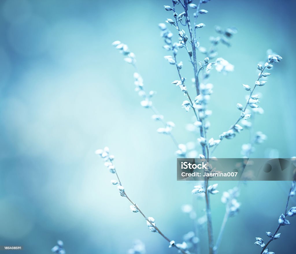 Flores silvestres de invierno - Foto de stock de Aire libre libre de derechos