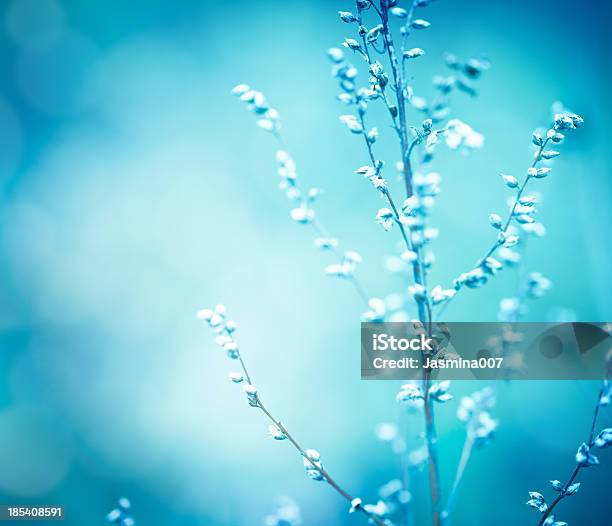 Flores Silvestres De Invierno Foto de stock y más banco de imágenes de Aire libre - Aire libre, Azul, Belleza de la naturaleza
