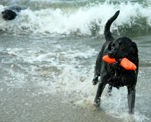 labrador noir chien jours de bain - dog human face retrieving labrador retriever photos et images de collection