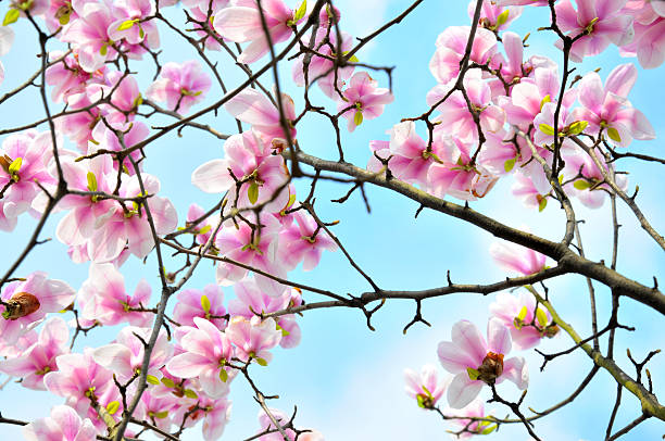 istock Blossom magnolia flowers 185408709