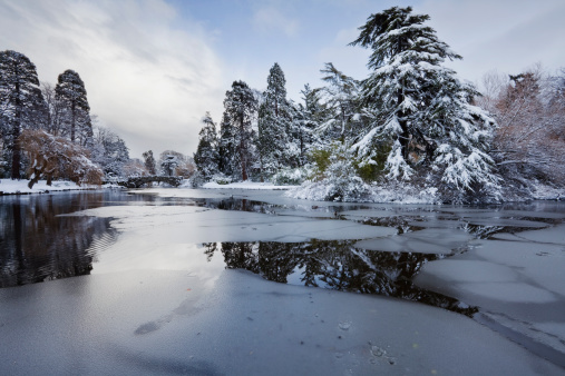 Beautiful fir tree branches with icicles. Cold Winter background