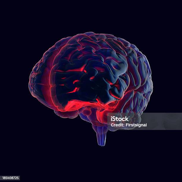 Cerebro Humano Estilo De Rayos X Foto de stock y más banco de imágenes de Cerebro humano - Cerebro humano, Fondo negro, Acueducto cerebral
