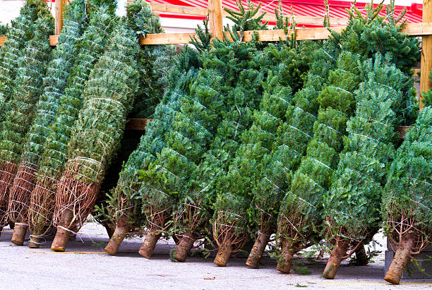 istock Fresh cut Christmas trees ready for sale 185408845