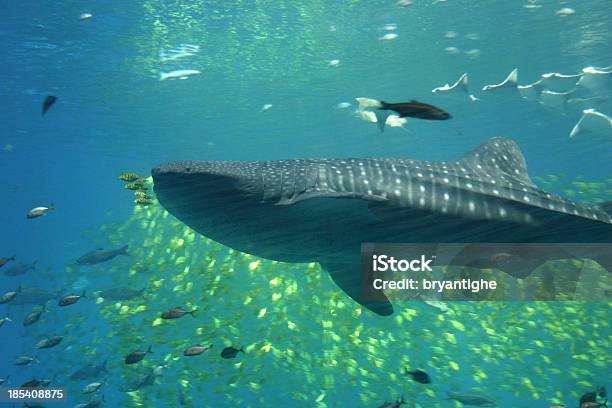 Китовая Акула — стоковые фотографии и другие картинки Большой - Большой, Вода, Горизонтальный