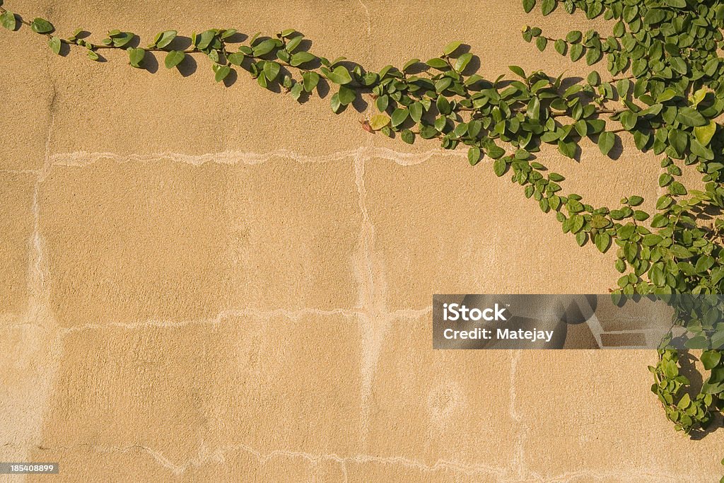 Vines Klettern eine Wand - Lizenzfrei Abschied Stock-Foto