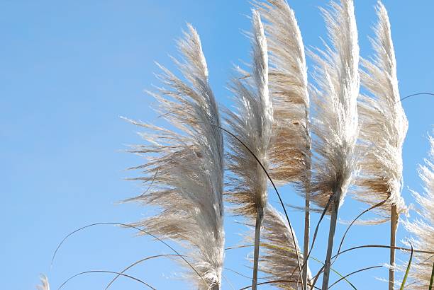 [url=http://www.istockphoto.com/file_search.php?action=file&lightboxID=8277453] [IMG]http://i955.photobucket.com/albums/ae39/LazingBee/flora_toitoi.jpg[/IMG][/url].[url=http://www.istockphoto.com/file_search.php?action=file&lightboxID=5316584] [IMG]http://i955.photobucket.com/albums/ae39/LazingBee/flora_of_aotearoa.jpg[/IMG][/url].  [url=http://www.istockphoto.com/file_search.php?action=file&lightboxID=8727551] [IMG]http://i955.photobucket.com/albums/ae39/LazingBee/flora.jpg[/IMG][/url].[url=http://www.istockphoto.com/file_search.php?action=file&lightboxID=6278095] [IMG]http://i955.photobucket.com/albums/ae39/LazingBee/background_nature.jpg[/IMG][/url].[url=http://www.istockphoto.com/file_search.php?action=file&lightboxID=5865335] [IMG]http://i955.photobucket.com/albums/ae39/LazingBee/nz_aotearoa.jpg[/IMG][/url].[url=http://www.istockphoto.com/file_search.php?action=file&lightboxID=8780231] [IMG]http://i955.photobucket.com/albums/ae39/LazingBee/just_flora__sky.jpg[/IMG][/url].[url=http://www.istockphoto.com/file_search.php?action=file&lightboxID=8094501] [IMG]http://i955.photobucket.com/albums/ae39/LazingBee/colour_blue.jpg[/IMG][/url].  [url=http://www.istockphoto.com/file_search.php?action=file&lightboxID=9972429] [IMG]http://i955.photobucket.com/albums/ae39/LazingBee/kiwiana.jpg[/IMG][/url].NZ native 'Toitoi' or 'Toetoe' grass heads blowing in the breeze, the background a classic clear blue summer sky. The focus is on the tallest Toitoi Head, the rest are in soft focus.The name 'Toetoe' comes from the Māori language. It is a member of the Cortaderia fulvida genus.