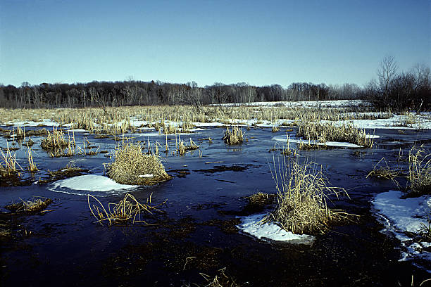 냉동상태의 marsh, 미네소타 - anoka 뉴스 사진 이미지