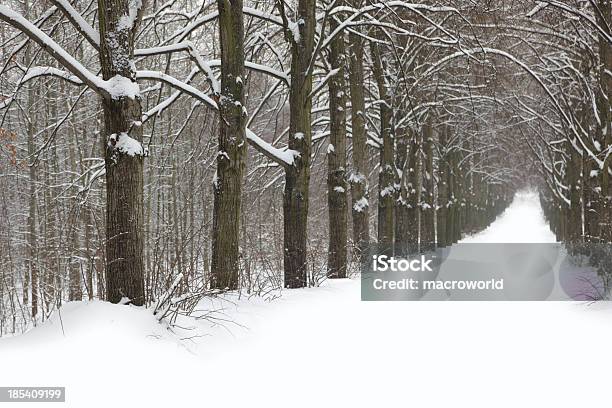 Winter Stock Photo - Download Image Now - Abstract, At The Edge Of, Beauty