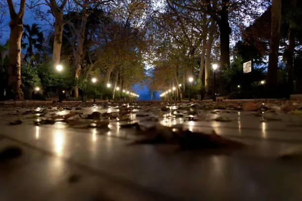 night view of a park illuminated by streetlights reflecting on the ground with a blue sunset in the background