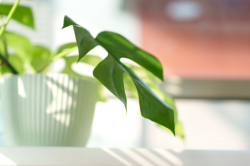 Swiss Cheese houseplant in bright sunlight, soft focus image with copy space
