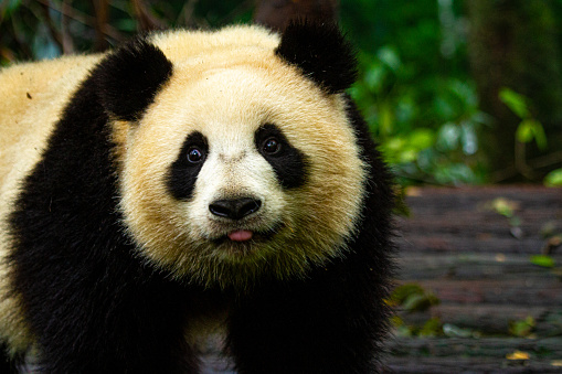 An amazing giant panda in the wild of china.