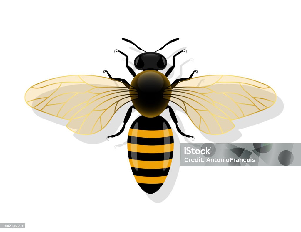 Bees Plan View Bee With Open Wings Top View Vector Illustration Stock Illustration ...