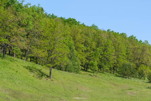 oak grove and green grass on a hill on a sunny spring day