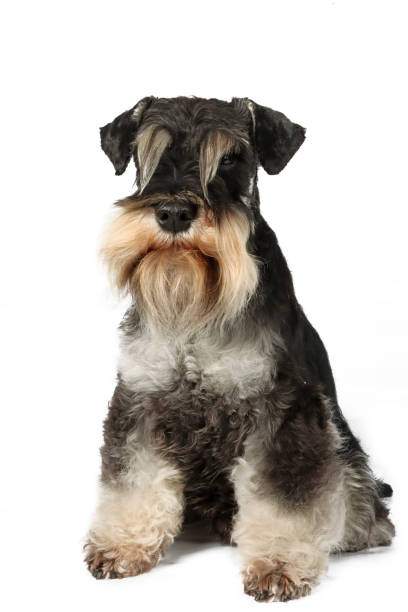 istock miniature schnauzer dog 1854145935