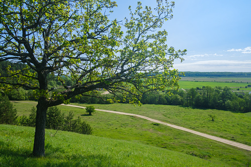 an oak tree on a hill and a country road below on a sunny spring day