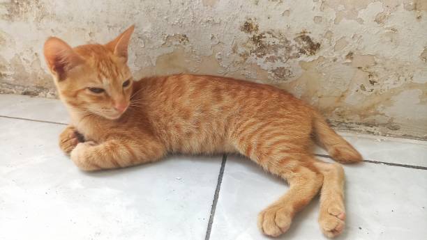istock Sleepy cat. Beautiful young cat resting 1854182075