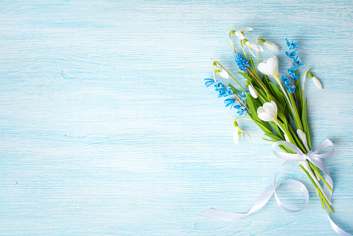 Beautiful spring flowers bouquet tied with white ribbon bow on blue wooden background