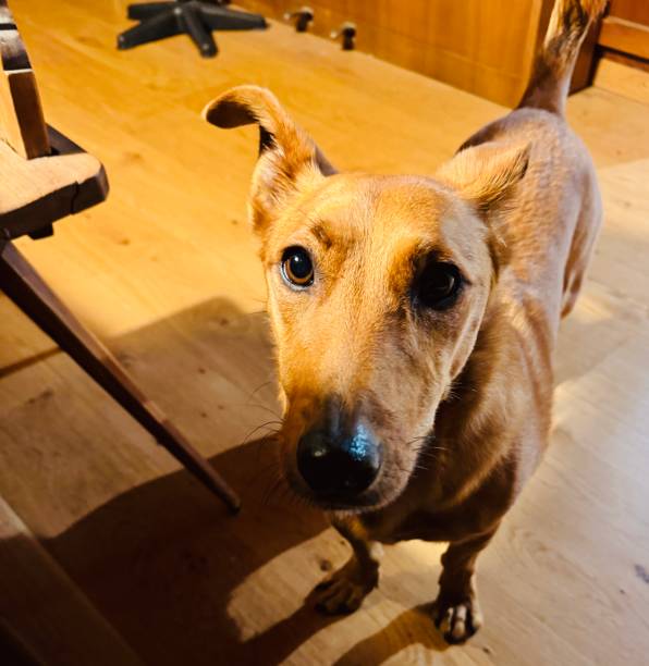 istock Dog looking up hopeful for a good meal 1854193680
