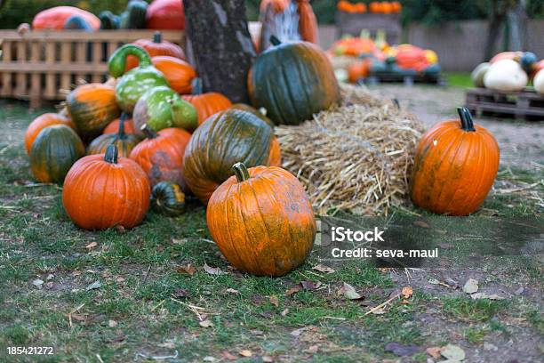 Pumpkins 가든 9월에 대한 스톡 사진 및 기타 이미지 - 9월, 가을, 개체 그룹