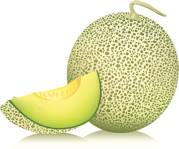 カンタロープメロン melon.ベクトルイラスト - cantaloupe点のイラスト素材／クリップアート素材／マンガ素材／アイコン素材