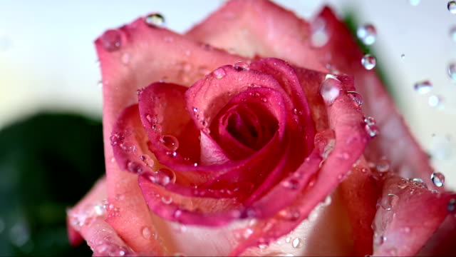 HD Super Slow-Mo: Drops Falling On Rose Petals