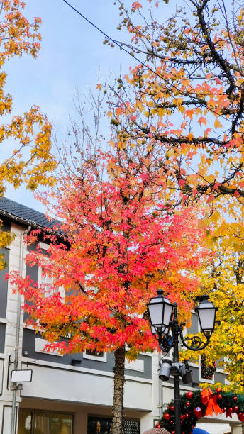 istock Free photo vertical shot of bright colored trees outdoors during daylight 1854227026