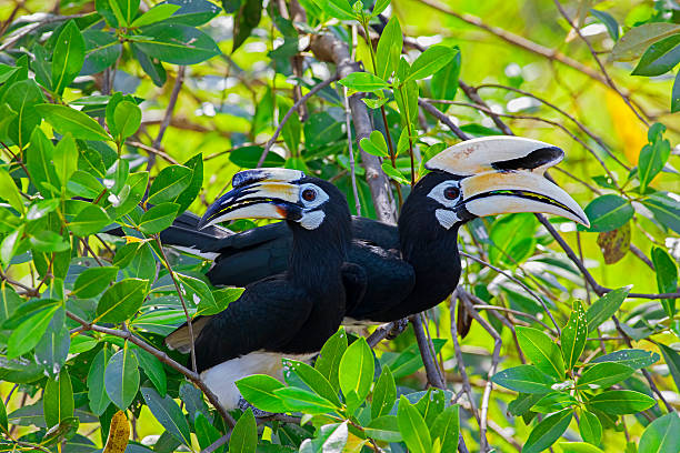 istock Oriental Pied Hornbill 185422915