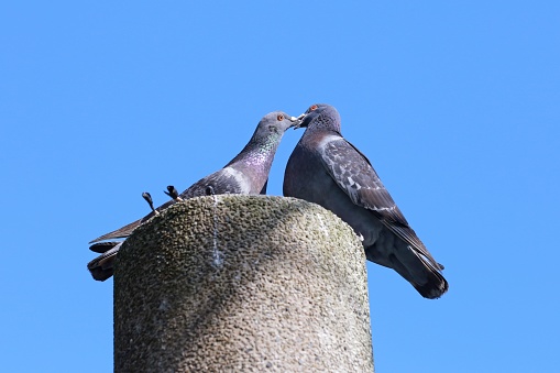 A low angle shot of two pigeons perched peacefully side-by-side on a stone pillar