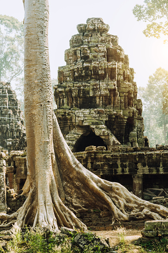 Ancient ruins and old tree near Siem Reap Province, Cambodia