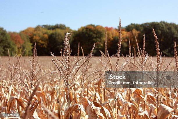 Autunno Mais - Fotografie stock e altre immagini di Agricoltura - Agricoltura, Albero, Ambientazione esterna