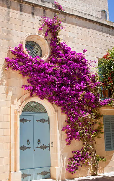 A stone house facade wtih a blue door and a pink bougainvilla climbing up the wall