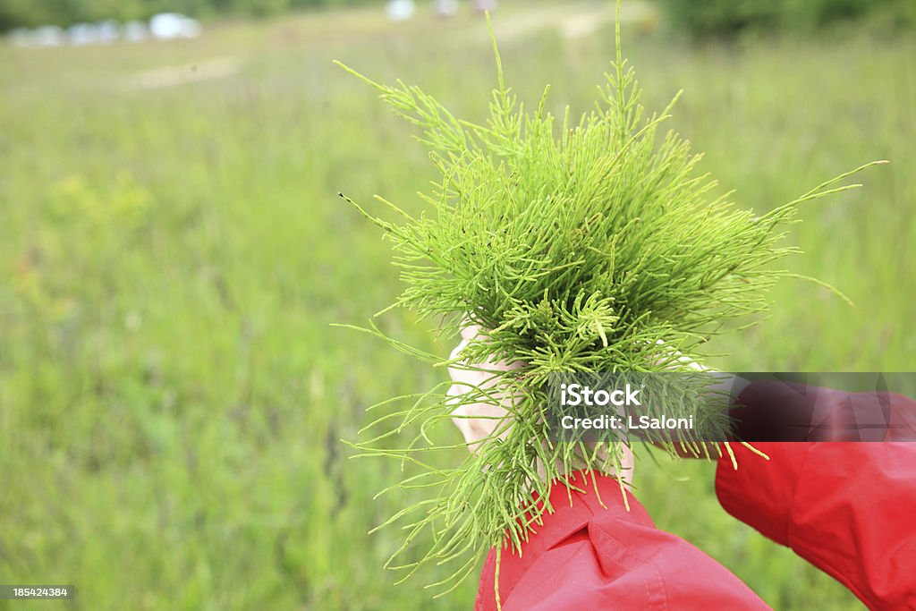 Large bouquet from the field medicinal horsetail Large bouquet from the field medicinal horsetail outdoor nature Horsetail - Plant Stock Photo