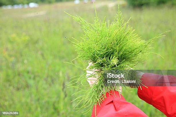 Large Bouquet From The Field Medicinal Horsetail Stock Photo - Download Image Now - Horsetail - Plant, Alternative Therapy, Beauty In Nature
