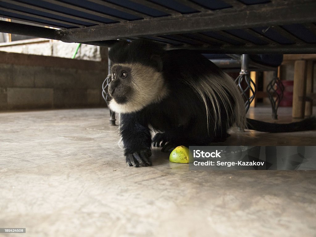 Colobus monkey with a maracuya Colobus monkey with a maracuya is hiding under the bed 'at' Symbol Stock Photo