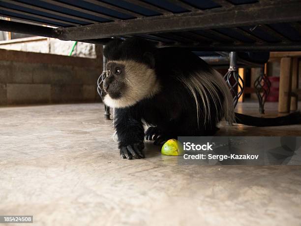 Colobus Monkey With A Maracuya Stock Photo - Download Image Now - 'at' Symbol, Africa, Animal