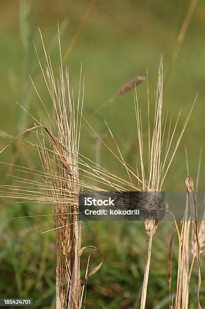 Trigo Dourado No Fundo Desfocado - Fotografias de stock e mais imagens de Agricultura - Agricultura, Amarelo, Ao Ar Livre