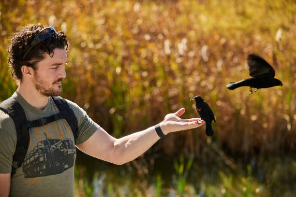 junger männlicher tourist füttert eine rotflügelige amsel im nationalpark - common blackbird stock-fotos und bilder