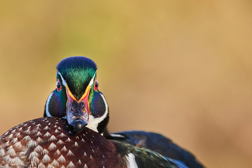 Close-up of a colorful drake wood duck looking at camera in nature