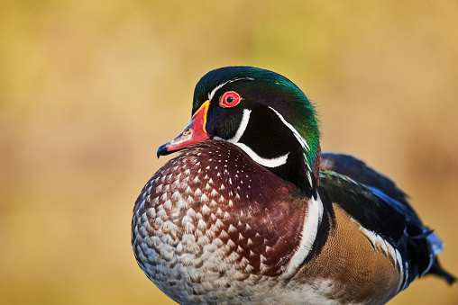 Close-up of a beautiful drake wood duck with colorful and amazing plumage