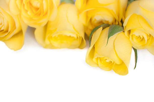 istock background of yellow roses 185425707