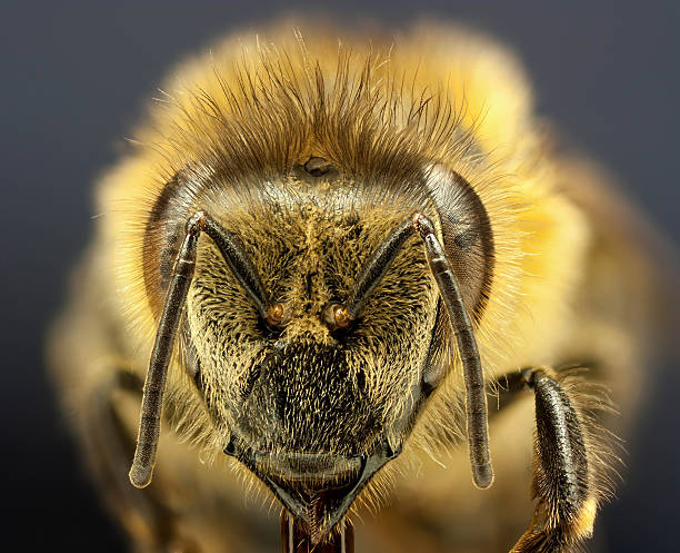 close up bee stock photo