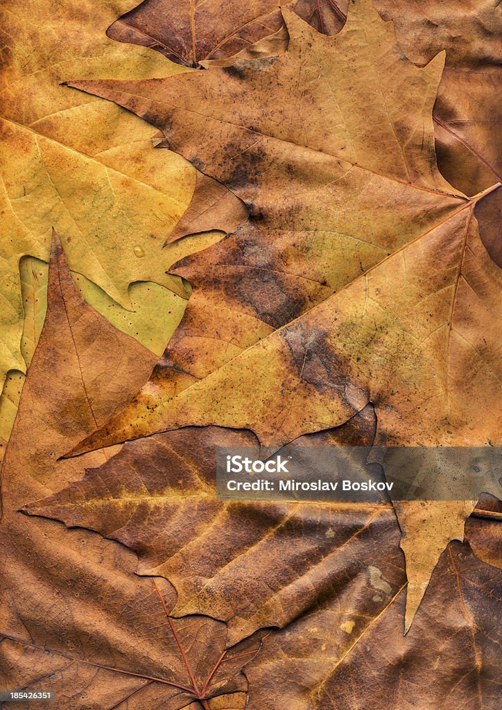 Комфорт высокого разрешения осенью кленовые листья на фоне гранж текстуру - Стоковые фото Без людей роялти-фри