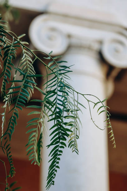 istock The Ionic column out of focus with a plant branch in the foreground 1854264956