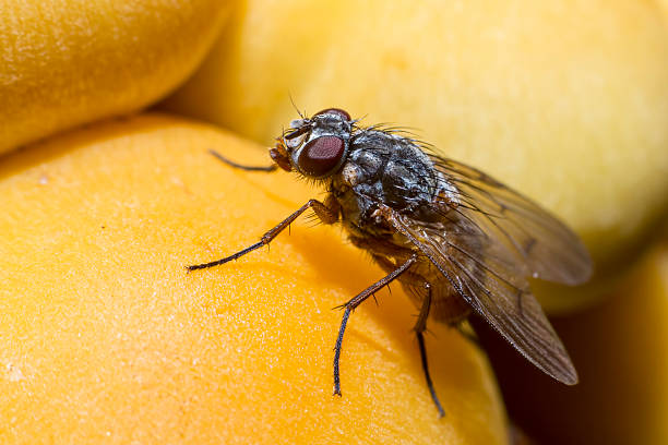 istock Portrait of a fly 185427247