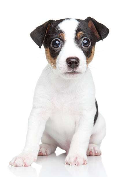 istock Jack Russell terrier puppy 185427479