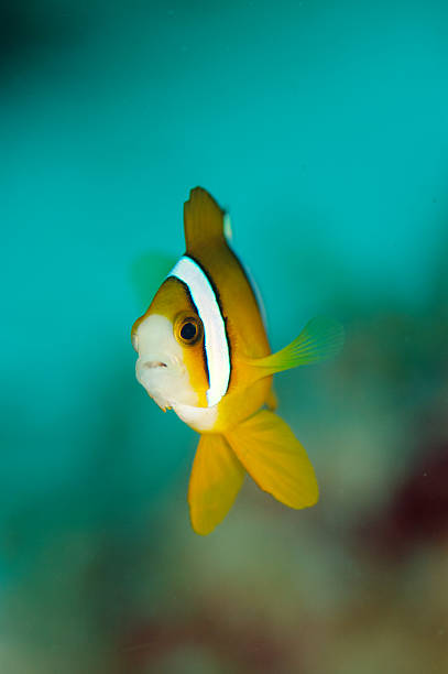 istock Clown fish in open water 185427481
