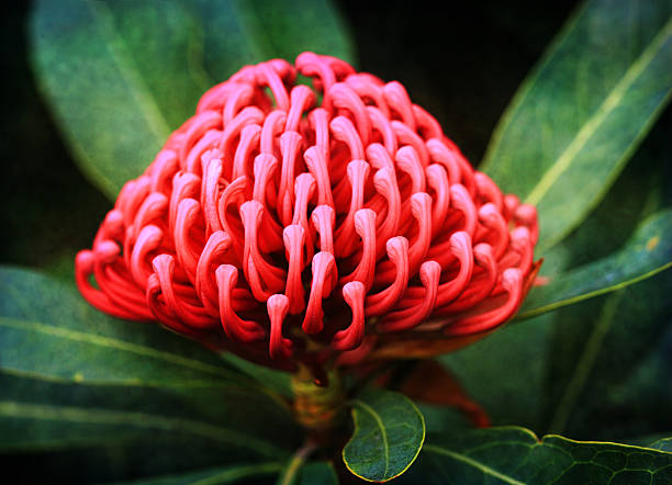 Waratah (telopea) growing in natural habitat The showy flowerheads of the waratah consist of many small flowers densely packed into conical or peaked dome-shaped heads.  Reds, crimsons, pinks and a rare white are varieties.  The waratah means beautiful or handsome.  Texture added to background. telopea stock pictures, royalty-free photos & images