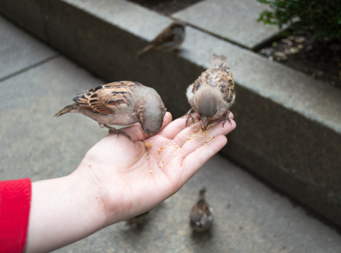 woman feeding two sparrows in the palm of your hand